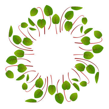 Microgreens Sorrel. Arranged in a circle. White background