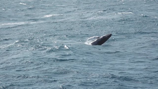 Baby Gray Whale Breaching out of the Ocean for Fun in Baja California Mexico near Cape San Lucas