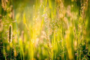 Sun rays at sunset through the grass and flowers in the field. Russia, Vladimir