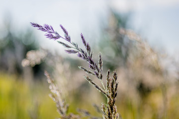 Grass at dawn in the sun