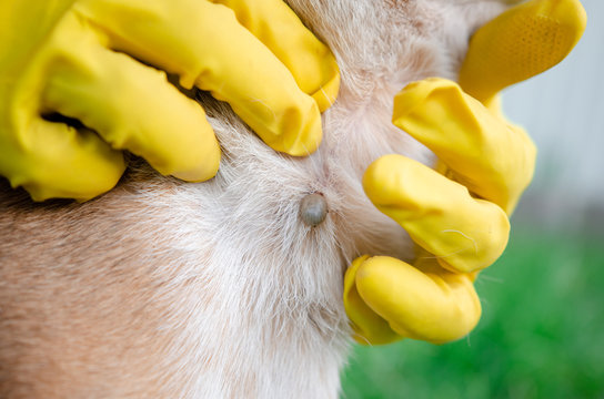 Closeup Of Human Hands Using Silver Tweezers To Remove Dog Adult Tick From The Fur,dog Health Care Concept. Veterinarian Doctor Removing A Tick From Dog - Animal And Pet Veterinary Care Concept