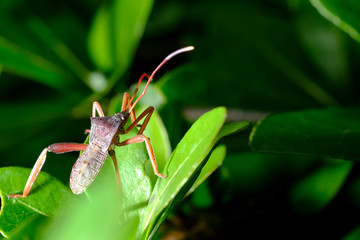 grasshopper on a leaf