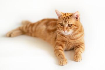 Beautiful young ginger cat. Adorable orange pet. Cute red kitten with classic marble pattern lies isolated on white background.