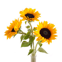 Sunflowers isolated on white background. Seasonal nature background.