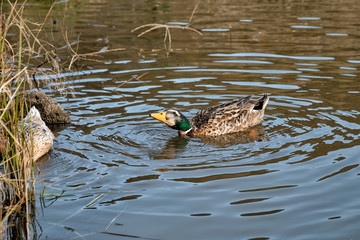 Male and female mallard duck swimming on a pond with green water while looking for food