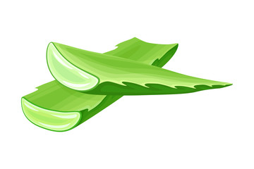 Aloe Vera Thick Fleshy Leaves Pieces as Flowering Succulent Plant Vector Illustration