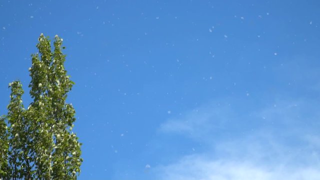 Slow motion video. Poplar fluff against the blue sky. This fluff is actually poplar seeds