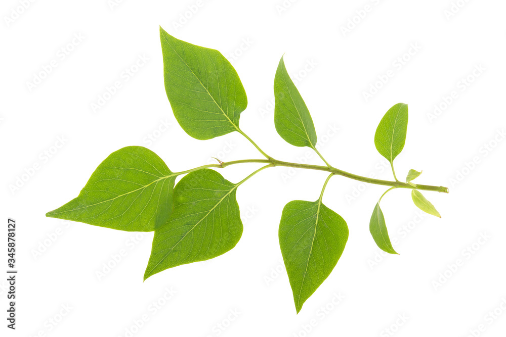 Wall mural green leaf on a lilac branch on a white background, isolated