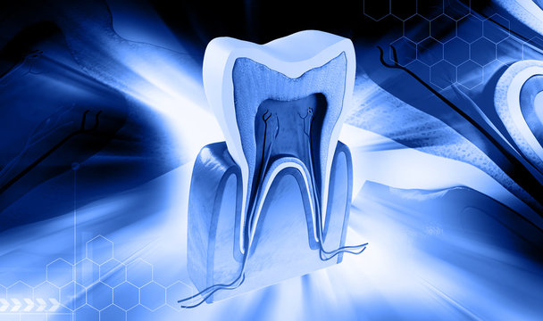3d render Tooth Structure