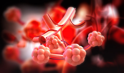 3d illustration of Alveoli in lungs - blood saturating by oxygen

