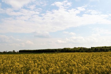 Rape seed oil crop, near Marr 2, Doncaster, South Yorkshire, England.