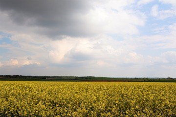 Obraz premium Rape seed oil crop, near Marr, Doncaster, South Yorkshire, England.