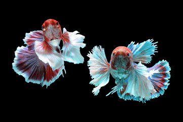 Betta fish, siamese fighting fish, betta splendens isolated on black background,
fish on black background, Multi color Siamese fighting fish,