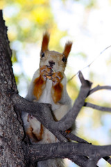 Fototapeta premium белка и орех