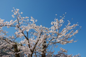 青空と満開の桜