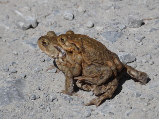 Frösche