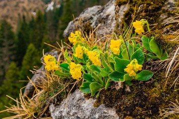 Primula auricula, (mountain cowslip, bear's ear) - A yellow flower blooming in the wild, growing on a medium like limestone.