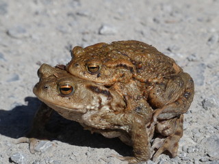 Frösche