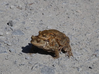 Frösche