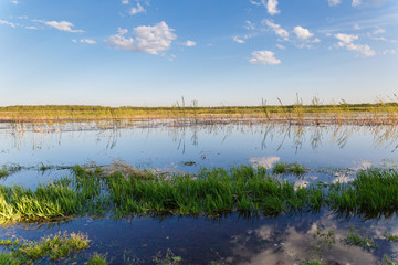 Landscape of a swampy reservoir