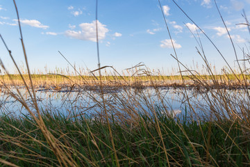 Landscape of a swampy reservoir