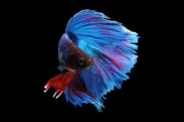 Obraz premium Betta fish, siamese fighting fish, betta splendens isolated on black background, fish on black background, Multi color Siamese fighting fish,