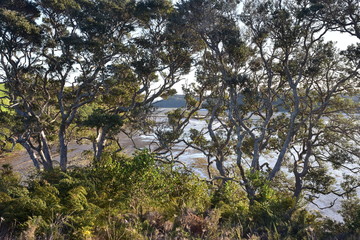 Mud flats of Okura River at low tide behind large pohutukawa treetops.