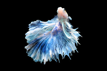 Betta fish, siamese fighting fish, betta splendens isolated on black background,
fish on black...