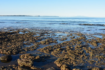 Low angle view of flat coast rocks covered with short brown algae with calm ocean in background.