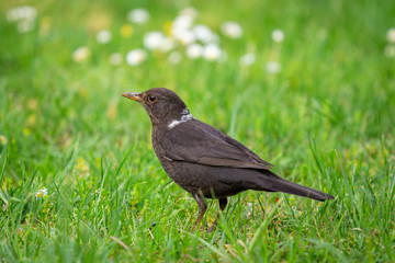 A young, common blackbird/Eurasian blackbird hunting in green meadow