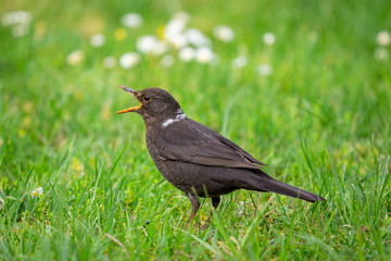 A young, common blackbird/Eurasian blackbird hunting in green meadow