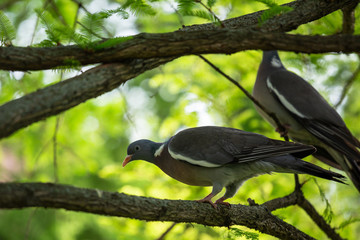 Two common wood pigeon (Columba palumbus) which is a large species in the dove and pigeon family are going to fight for territory. Kecskemét, Hungary