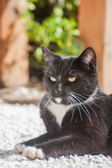 Black and white cat lying outside in a garden