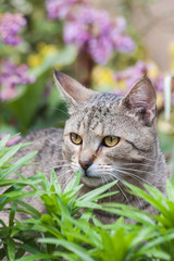Portrait of a brown tabby cat with yellow eyes