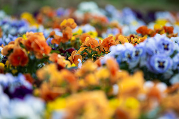 flowers in the garden
