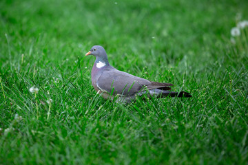 The common wood pigeon (Columba palumbus) is a large species in the dove and pigeon family. It is walking in a grass. Kecskemét, Hungary