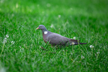 The common wood pigeon (Columba palumbus) is a large species in the dove and pigeon family. It is walking in a grass. Kecskemét, Hungary