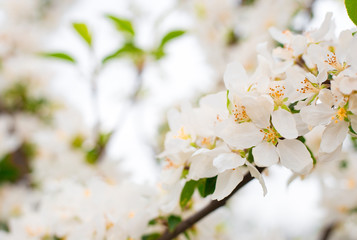 Blooming apple tree branches in spring garden. Close up for white apple flower buds on a branch. Springtime concept, floral background