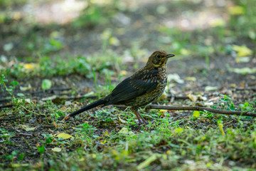 A young, common blackbird/Eurasian blackbird hunting in green meadow