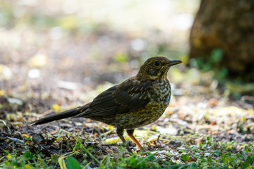 A young, common blackbird/Eurasian blackbird hunting in green meadow