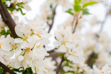 Blooming apple tree branches in spring garden. Close up for white apple flower buds on a branch. Springtime concept, floral background