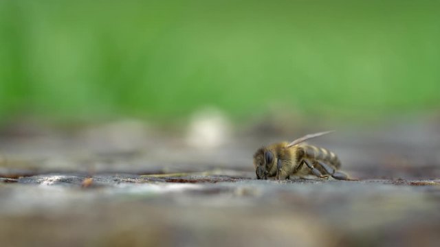 Close-up of a honey bee