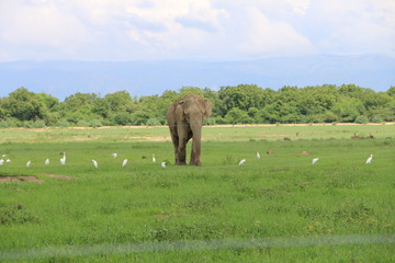 herd of elephants