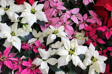 pink and white christmas rose