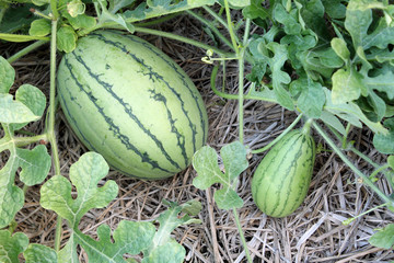 スイカ畑