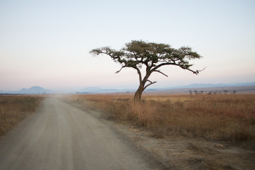 Lonely tree on the African Plains