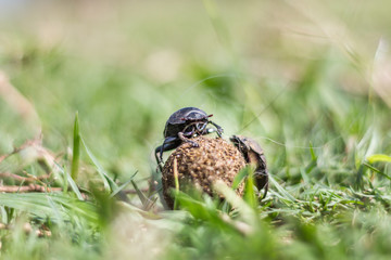 South African Dung Beetle