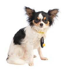 Chihuahua sitting with a clicker around her neck on a white background