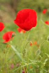Fototapeta premium Wild poppies, a vertical picture