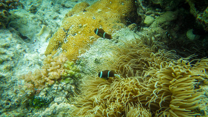 Naklejka na ściany i meble Orange clown fishes tropical in sea anemone on coral reef - underwater shot